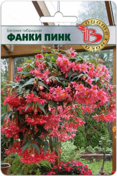 Бегония Фанки Пинк 5шт Б/техн