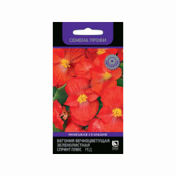 Бегония Спринт Плюс Ред вечноцветущая зеленолистная 10шт ПЦцп