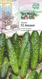 Огурец Атлет F1/Урожай на окне 10шт ГШ